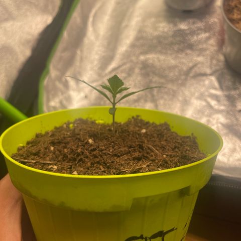 Strawberry banana auto 2 growlog timeline photo