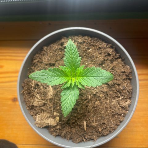 Strawberry banana auto 3 growlog timeline photo