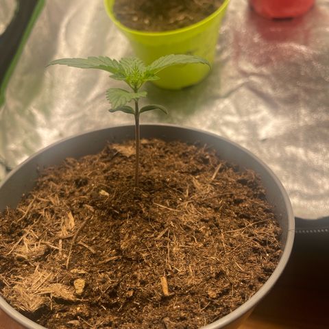 Strawberry banana auto 3 growlog timeline photo