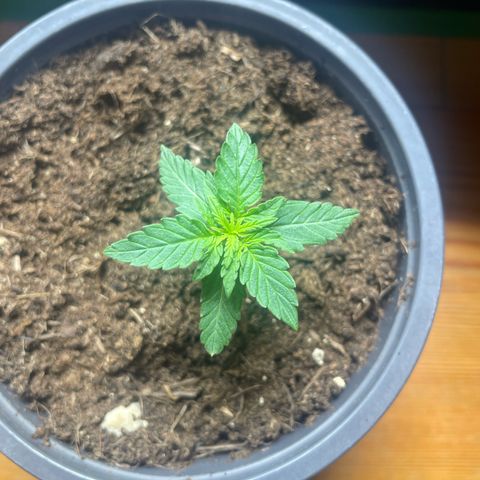 Titan F1 Hybrid growlog timeline photo