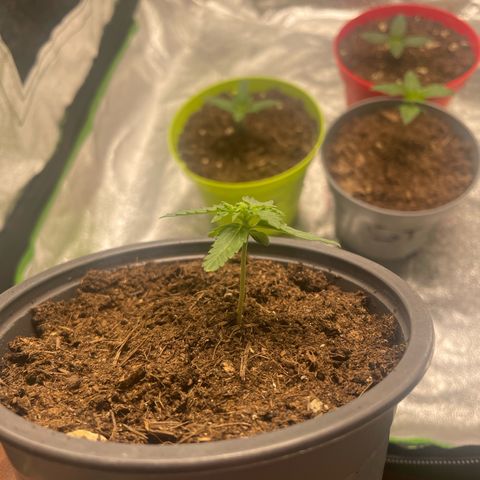 Titan F1 Hybrid growlog timeline photo