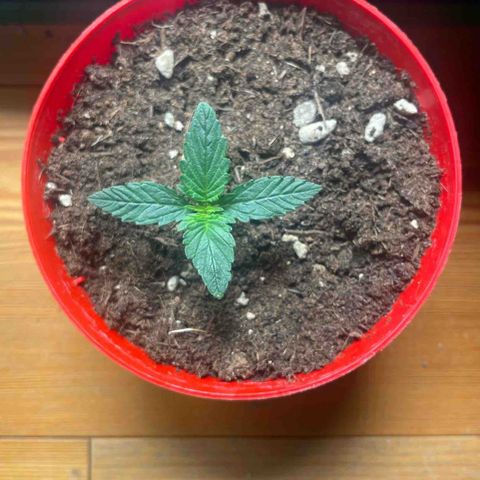 Strawberry banana auto 1 growlog timeline photo