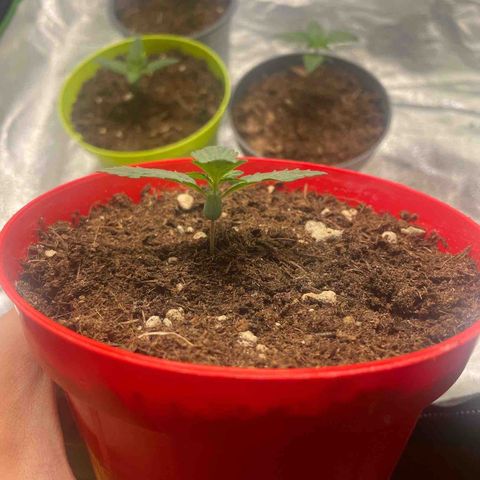 Strawberry banana auto 1 growlog timeline photo