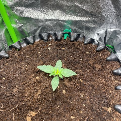 Strawberry banana auto 1 growlog timeline photo