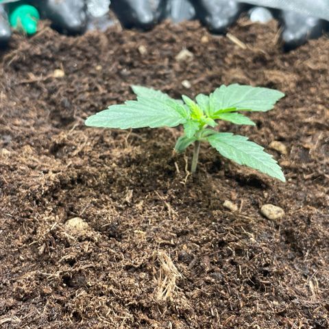 Strawberry banana auto 1 growlog timeline photo