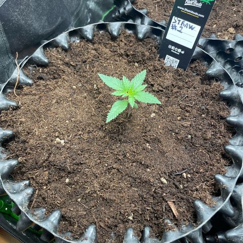 Strawberry banana auto 2 growlog timeline photo