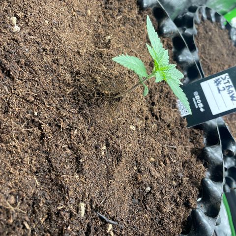 Strawberry banana auto 2 growlog timeline photo