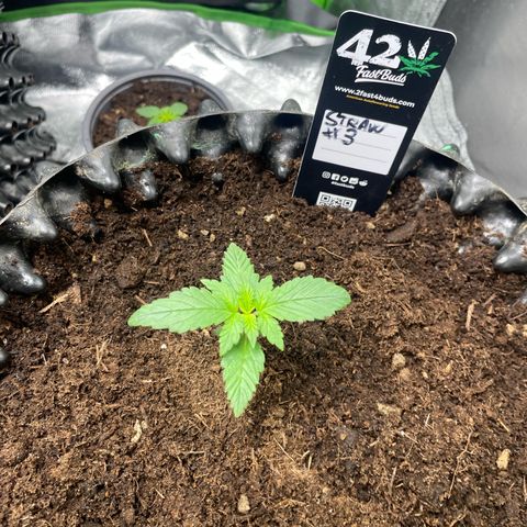 Strawberry banana auto 3 growlog timeline photo