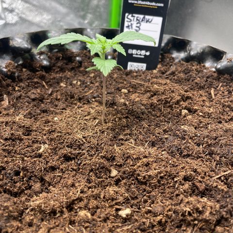 Strawberry banana auto 3 growlog timeline photo