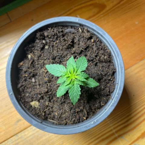 Titan F1 Hybrid growlog timeline photo