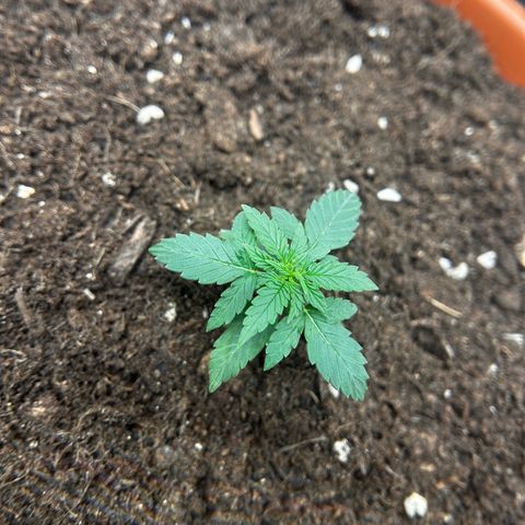 Titan F1 Hybrid growlog timeline photo