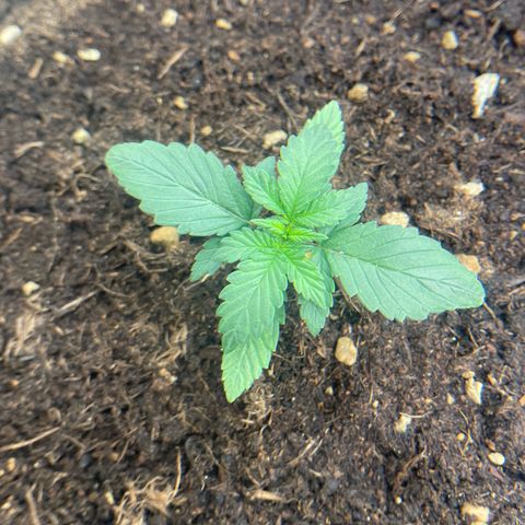 Strawberry banana auto 1 growlog timeline photo