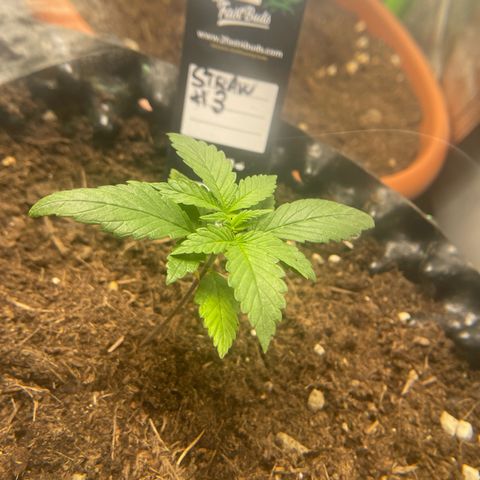 Strawberry banana auto 3 growlog timeline photo