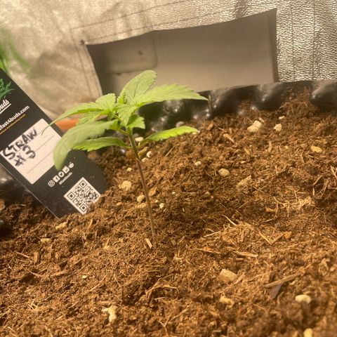 Strawberry banana auto 3 growlog timeline photo