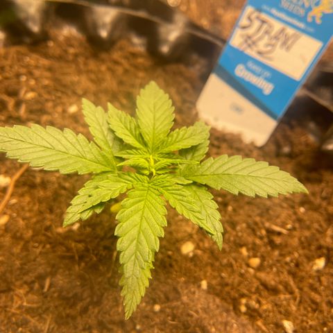 Strawberry banana auto 2 growlog timeline photo