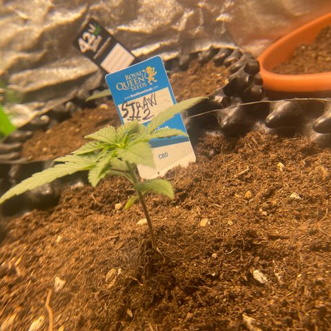Strawberry banana auto 2 growlog timeline photo