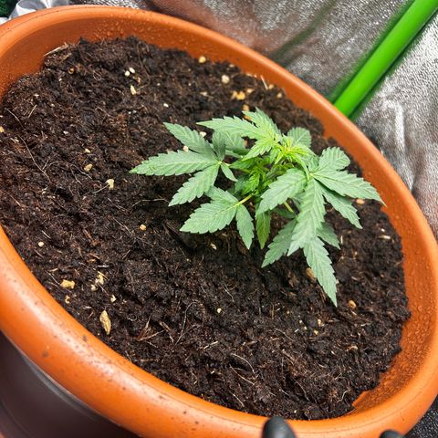 Titan F1 Hybrid growlog timeline photo