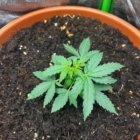 Titan F1 Hybrid growlog timeline photo