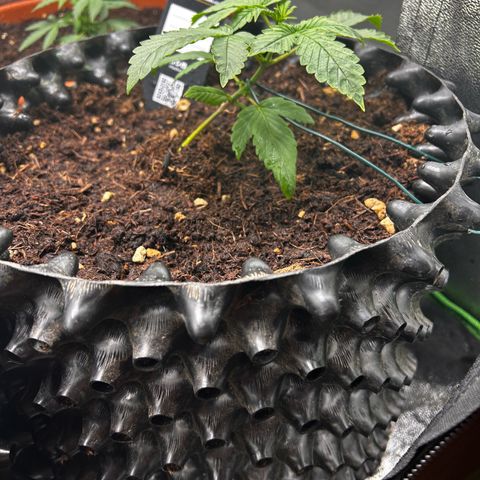 Strawberry banana auto 3 growlog timeline photo