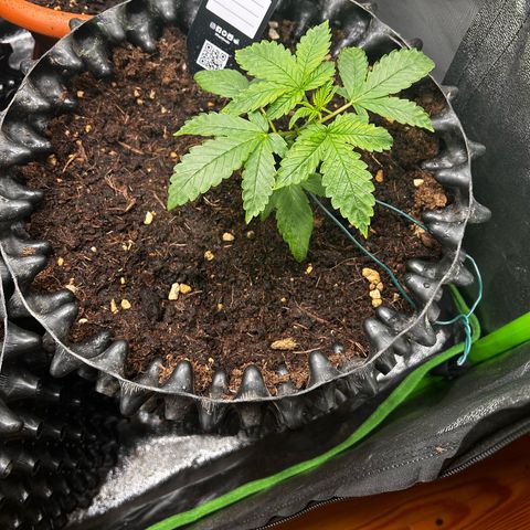 Strawberry banana auto 3 growlog timeline photo