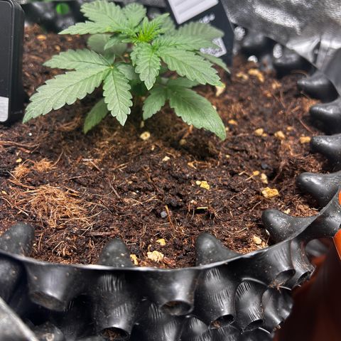 Strawberry banana auto 1 growlog timeline photo