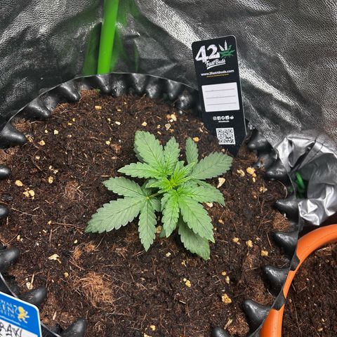Strawberry banana auto 1 growlog timeline photo