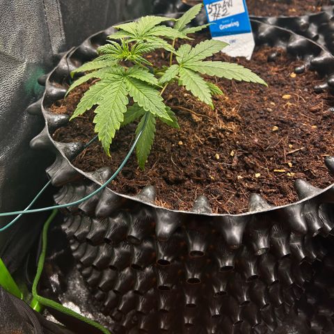 Strawberry banana auto 2 growlog timeline photo