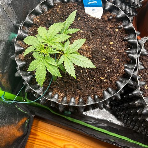 Strawberry banana auto 2 growlog timeline photo