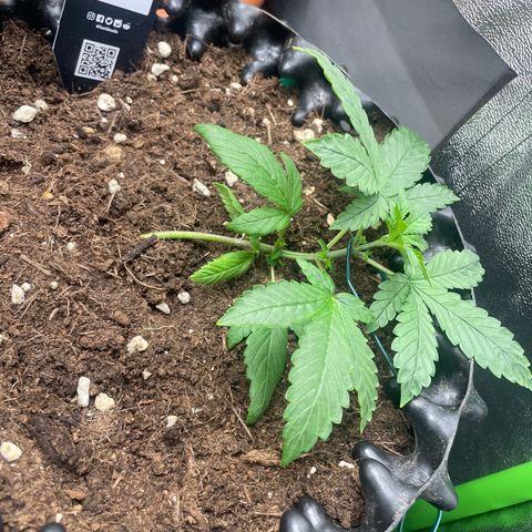 Strawberry banana auto 3 growlog timeline photo