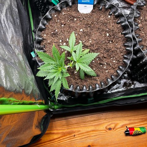 Strawberry banana auto 2 growlog timeline photo