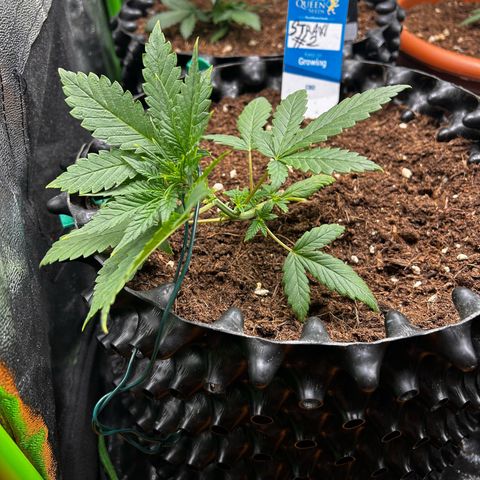 Strawberry banana auto 2 growlog timeline photo
