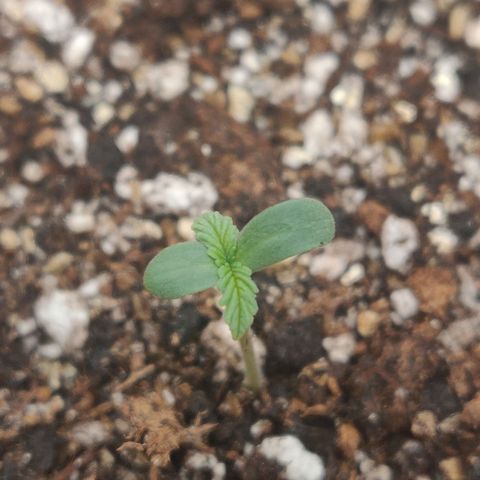 OG Kush Autoflowering growlog timeline photo