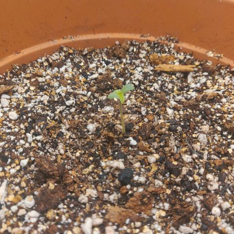 OG Kush Autoflowering growlog timeline photo