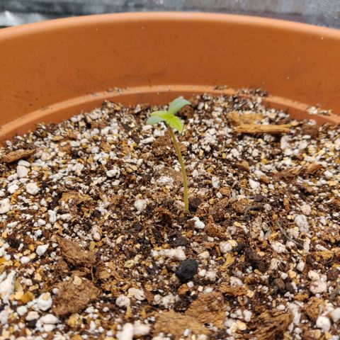 OG Kush Autoflowering growlog timeline photo