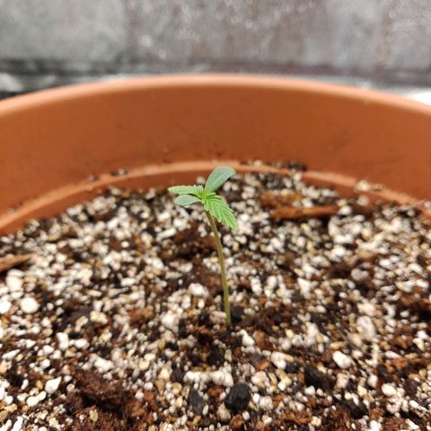 OG Kush Autoflowering growlog timeline photo