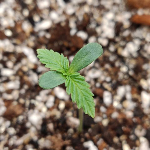 OG Kush Autoflowering growlog timeline photo