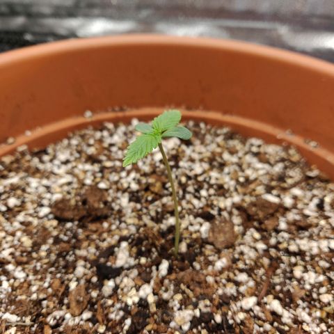 OG Kush Autoflowering growlog timeline photo