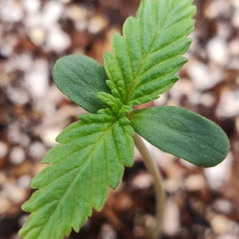 OG Kush Autoflowering growlog timeline photo