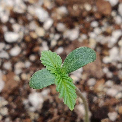 OG Kush Autoflowering growlog timeline photo