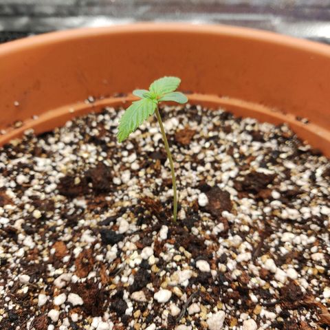 OG Kush Autoflowering growlog timeline photo