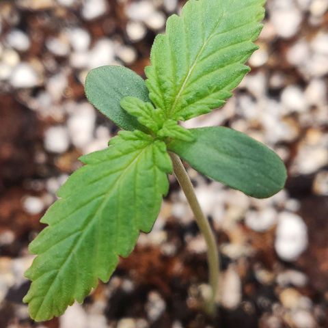 OG Kush Autoflowering growlog timeline photo