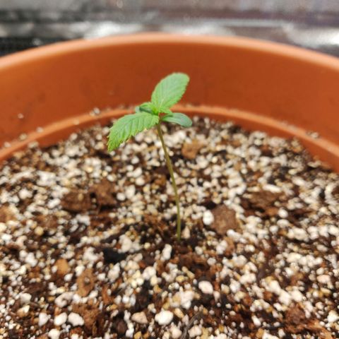 OG Kush Autoflowering growlog timeline photo