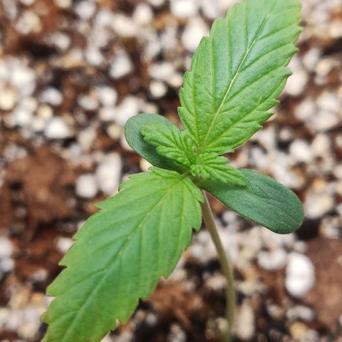 OG Kush Autoflowering growlog timeline photo