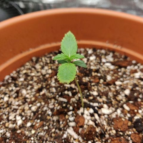 OG Kush Autoflowering growlog timeline photo