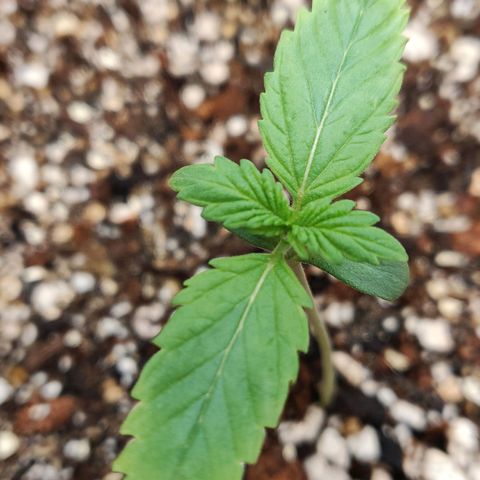 OG Kush Autoflowering growlog timeline photo