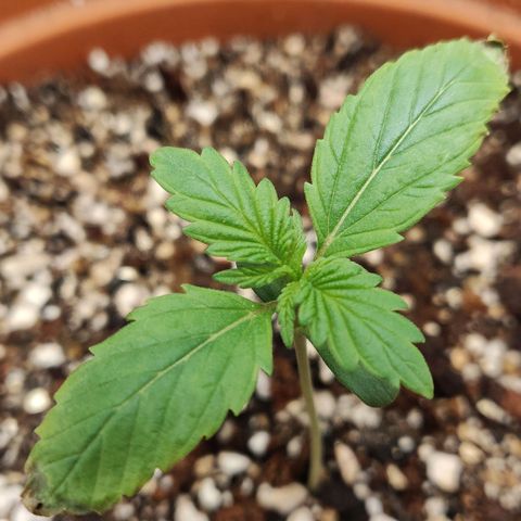 OG Kush Autoflowering growlog timeline photo