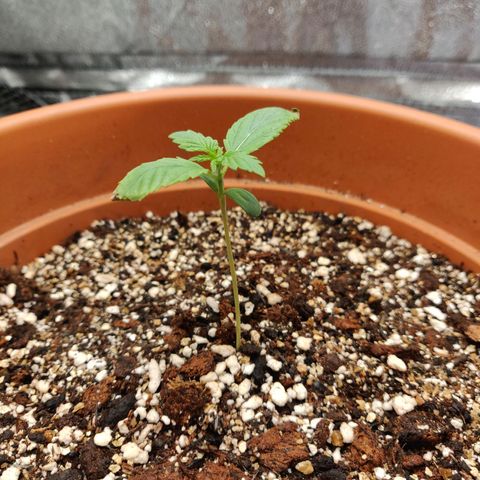 OG Kush Autoflowering growlog timeline photo