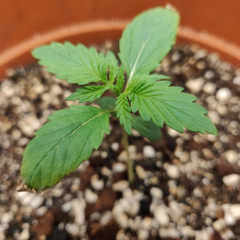 OG Kush Autoflowering growlog timeline photo