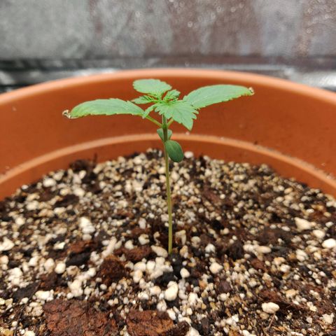 OG Kush Autoflowering growlog timeline photo