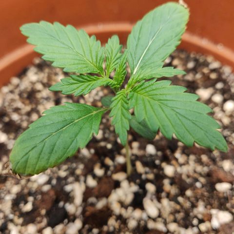 OG Kush Autoflowering growlog timeline photo